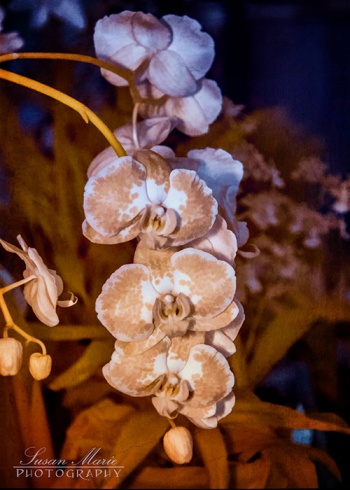 Infrared Orchids