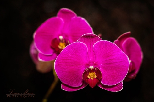 Pink Orchid on Black